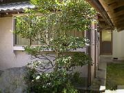 可哀相な庭木・・・。