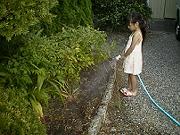 蕎麦の水やり
