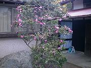 抜き取られたさつき