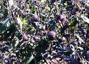 �H�̃I���}�{�N�`��