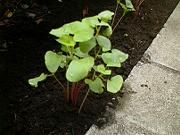 �c�n�Ɏ���������