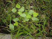 �c�n�Ɏ���������