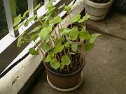 �X���X��