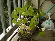 �X���P�T��