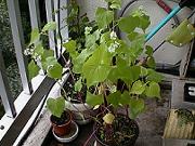 �X���Q�Q��