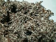 �����O�̃I���}�{�N�`�B