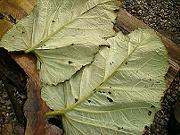 �I���}�{�N�`�̗���