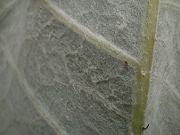 �I���}�{�N�`�̎Y��