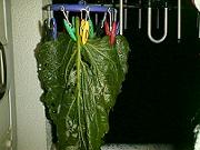 �������ɒ݂��ꂽ�I���}�{�N�`