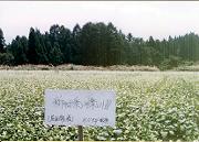 �u�X�̉Ɓv�̋����@��01