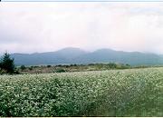 �u�X�̉Ɓv�̋����@��02